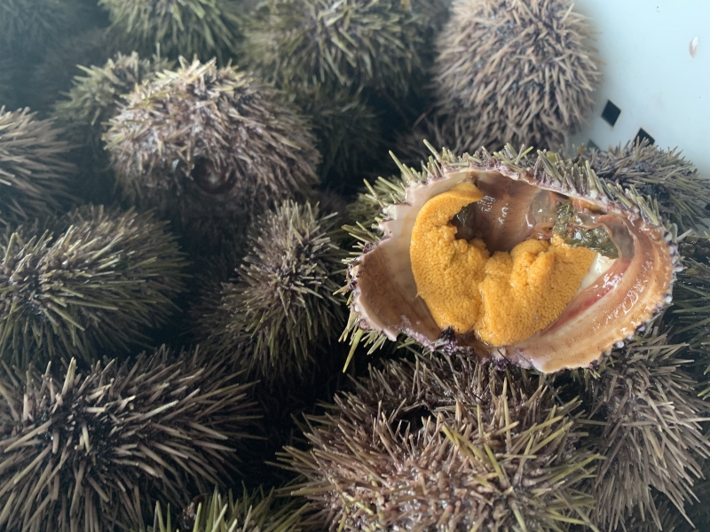 Морской ж