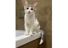 Миниатюрный тихий котнок Милка в дар