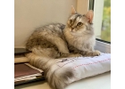 Красавица Санчо, добрая и умная домашняя кошечка в добрые руки