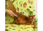 Котик Оскар ищет дом