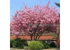 Сакура вишня японская декоративная в горшках для посадки купить в Москве